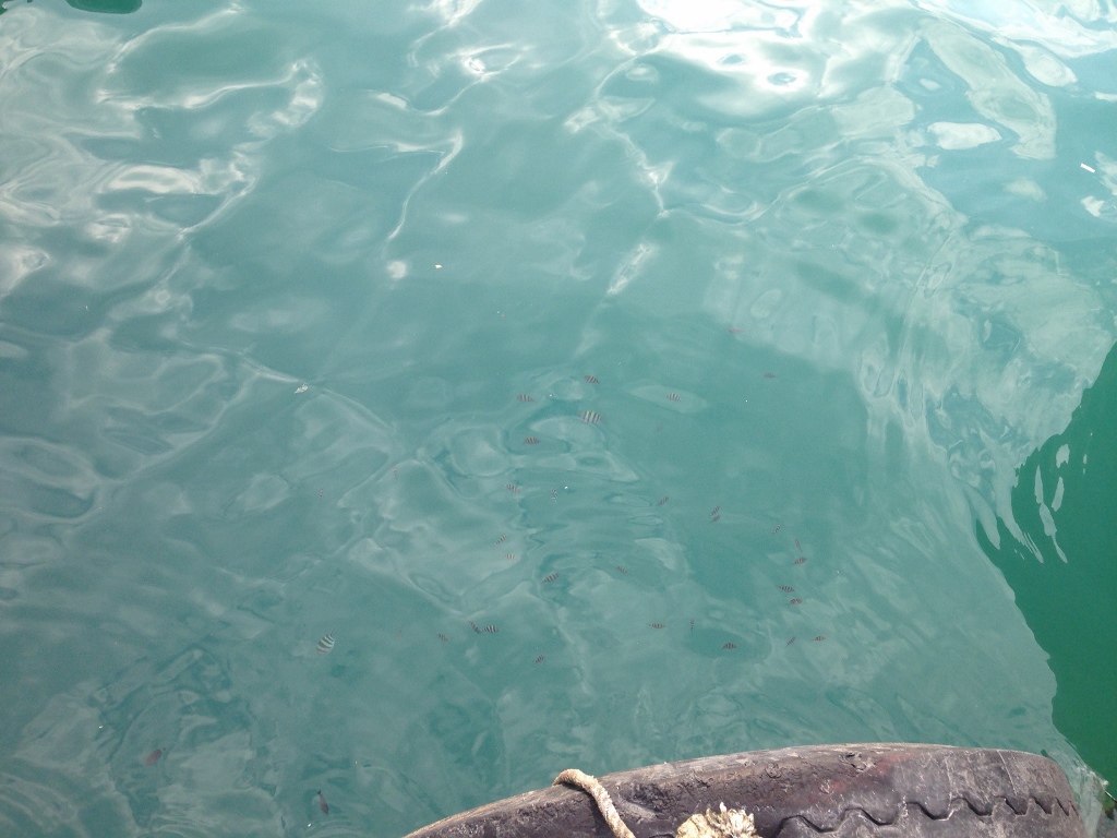 IMG_2487 (1024x768) IMG_2487 (1024x768)