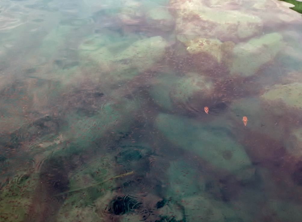 IMG_2899 (1024x768) IMG_2899 (1024x768)