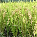 水稻～Organic Rice