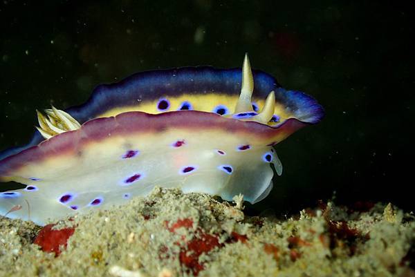 P9010236庫尼多彩海蛞蝓Chromodoris kuniei.jpg