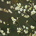 【梅花】桃園．石門水庫