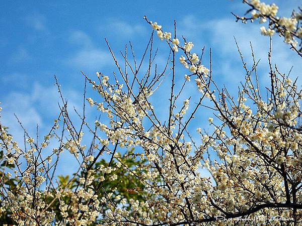 【梅花】復興．角板山公園