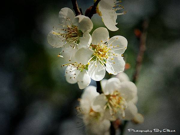 【梅花】復興．角板山公園