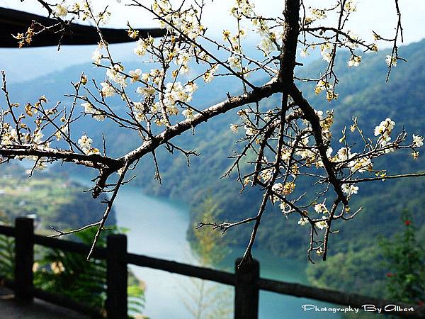 【梅花】復興．角板山公園