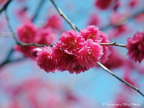 【櫻花】新社．櫻木花道