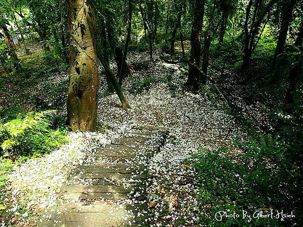 【油桐花】大溪．十一指古道