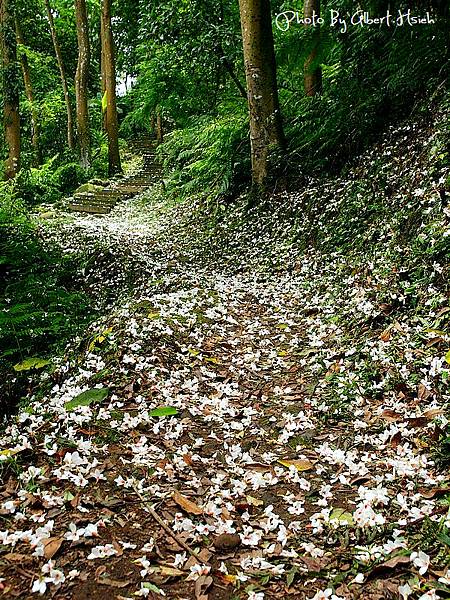 【油桐花】大溪．十一指古道