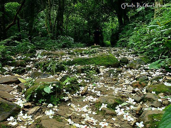 【油桐花】龍潭．小粗坑古道