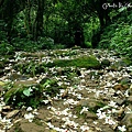 【油桐花】龍潭．小粗坑古道