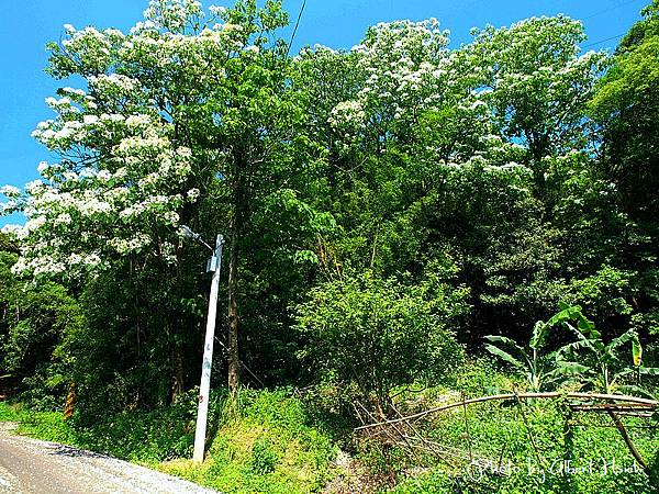 【油桐花】龜山．楓樹村