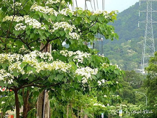 【油桐花】龍潭．民有路