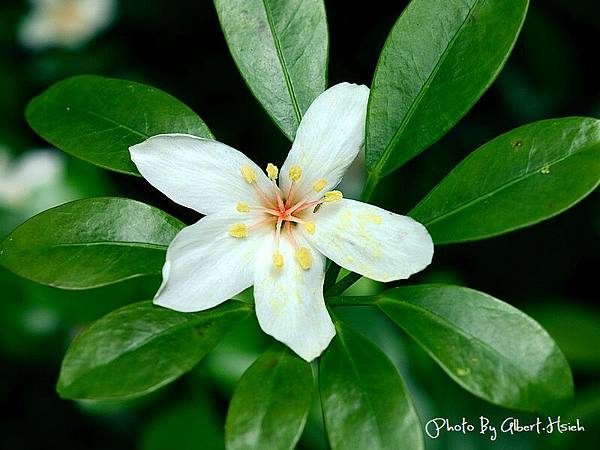 【油桐花】頭屋．薰衣草森林