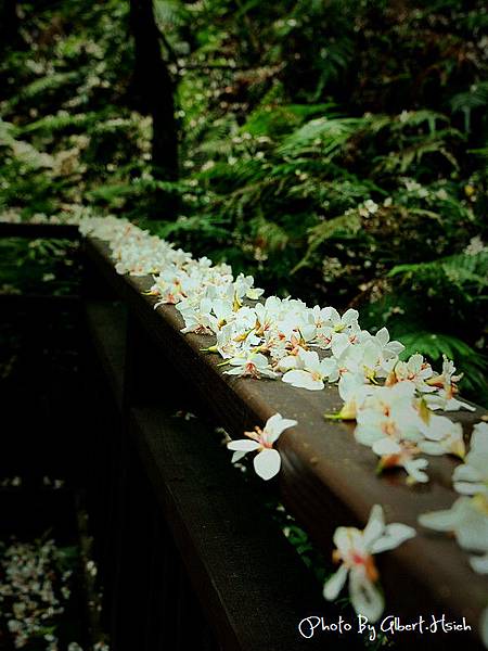 【油桐花】頭屋．薰衣草森林