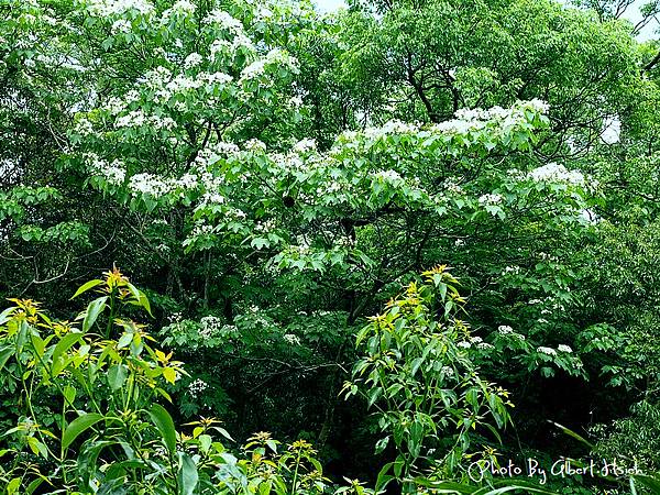 【油桐花】頭屋．薰衣草森林