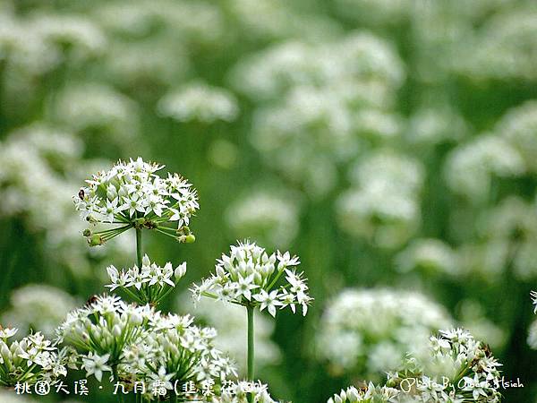 【韭菜花】桃園大溪．九月霜