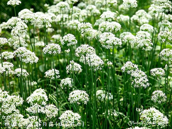 【韭菜花】桃園大溪．九月霜