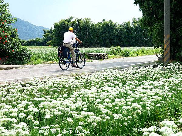 【韭菜花】桃園大溪．九月霜