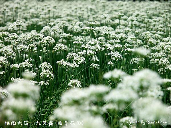 【韭菜花】桃園大溪．九月霜