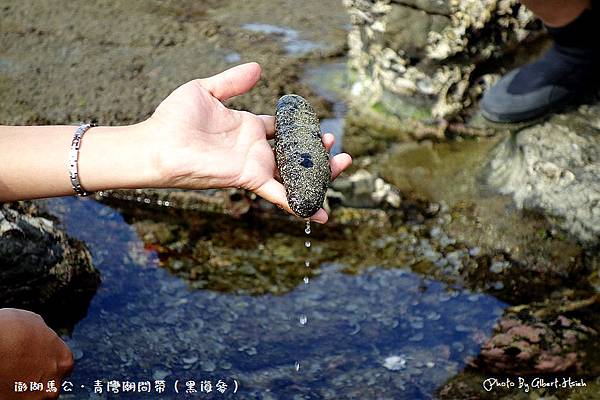 澎湖馬公．青灣潮間帶(黑海參)