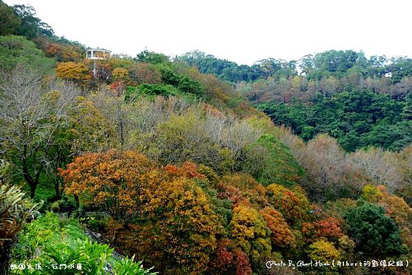 【楓葉】桃園大溪．石門水庫