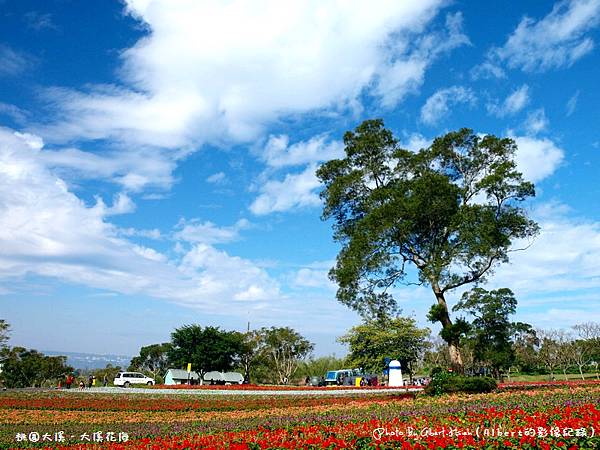 桃園大溪．大溪花海