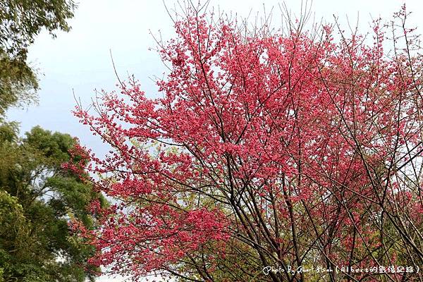 【櫻花】桃園復興．成福道路(桃119線)