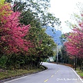 【櫻花】桃園復興．成福道路(桃119線)