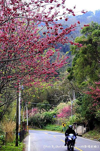 【櫻花】桃園復興．成福道路(桃119線)