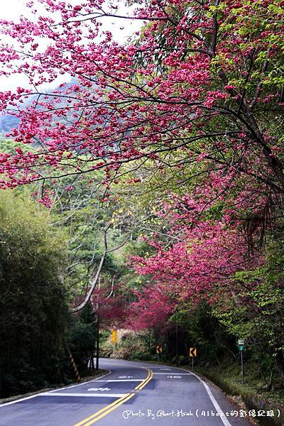 【櫻花】桃園復興．成福道路(桃119線)