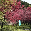 桃園龜山．壽山櫻花園