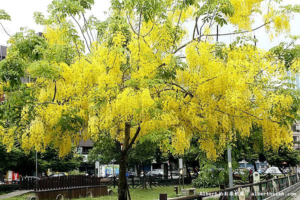 【阿勃勒】桃園市．陽明公園