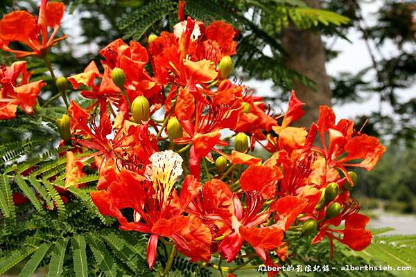 【鳳凰花】桃園龜山．桃園長庚