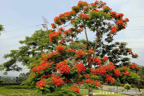 【鳳凰花】桃園龜山．桃園長庚