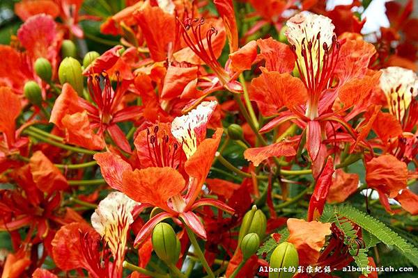 【鳳凰花】桃園龜山．桃園長庚