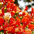 【鳳凰花】桃園龜山．桃園長庚