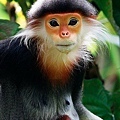 monkey12-1.jpg