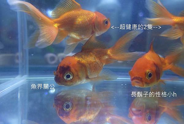 搶救 金魚大作戰 Part1 藍莓爸 的異想世界 痞客邦
