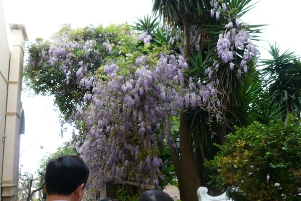 島上到處開滿的紫花