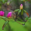 帶雨的杜鵑