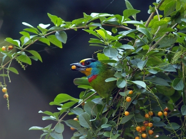 五色鳥_植物園_fineP1013556