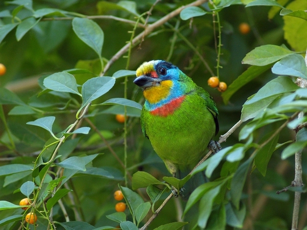 五色鳥_植物園_fineP1013566