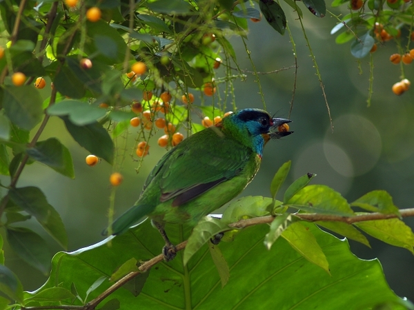 五色鳥_植物園_P1013573