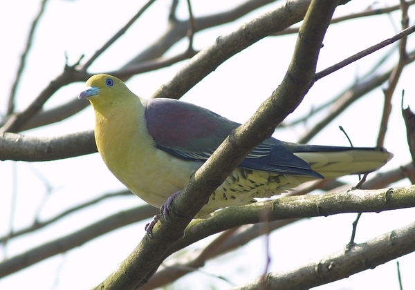 綠鳩_20060311_04