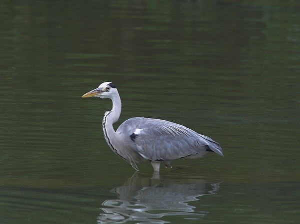 蒼鷺P2114163.jpg