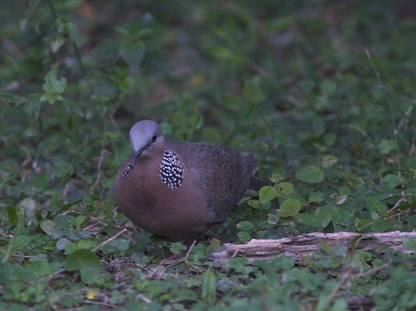 珠頸斑鳩P2224354