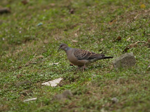 金背鳩_P3225153