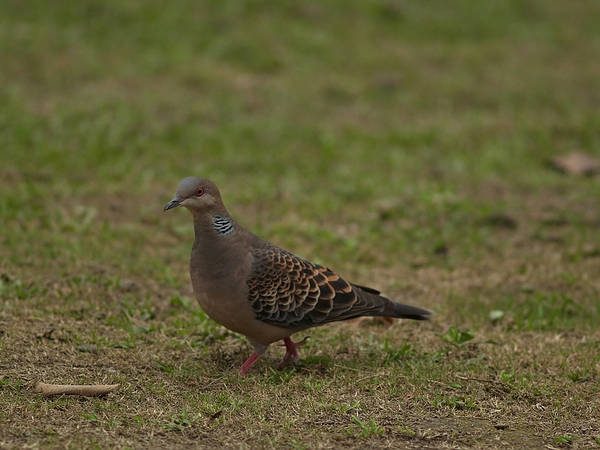 金背鳩_P3245339