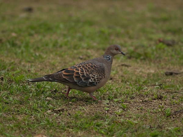 金背鳩_P3245341