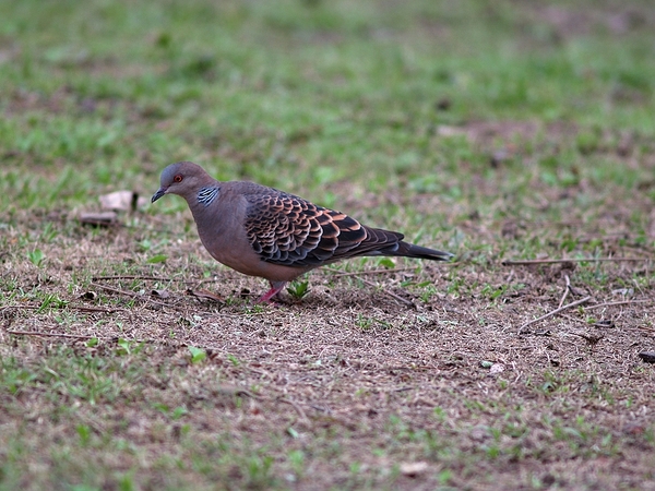 金背鳩_P3245349