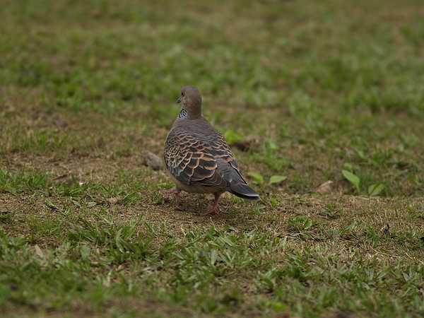 金背鳩_P3245365